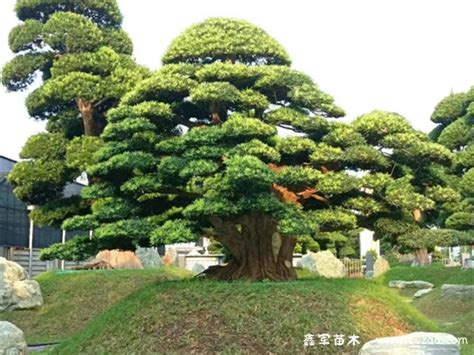 罗汉松树风水|罗汉松的风水作用